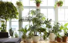 نکاتی درباره نگهداری گل و گیاه در آپارتمان و خانه