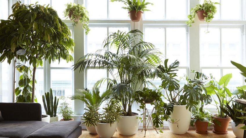 نکاتی درباره نگهداری گل و گیاه  در آپارتمان و خانه