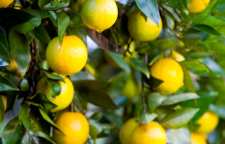 از لیمو شیرین برای درمان بیماری های  زمستانی استفاده کنید