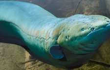 ویژگی مار ماهی های الکتریکی