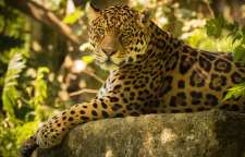 جگوار بزرگ ترین گربه سان در قاره آمریکا