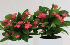 معرفی گل مرجان یا مرجان مینیاتوری