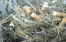 علت استفاده گنجشک ها از ته سیگار چیست