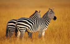 علت راه راه بودن گورخرها چیست