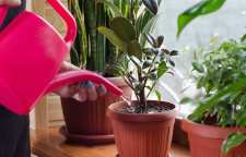 آبیاری مناسب گل و گیاهان آپارتمانی در فصل پاییز و زمستان