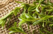 خواص مرزه کوهی چیست