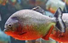 پیرانای شکم قرمز درنده ترین ماهی دنیا