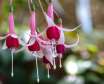 معرفی گل زیبای آپارتمانی فوشیا معروف به گل زنگوله ای