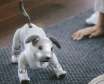 ربات سگ هوشمند Aibo