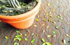 علت ریزش برگ گیاهان آپارتمانی چیست