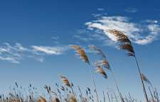 باد و انواع آن