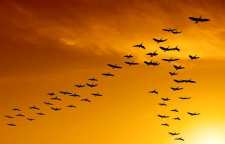 علت پرواز  پرندگان به شکل هفت چیست