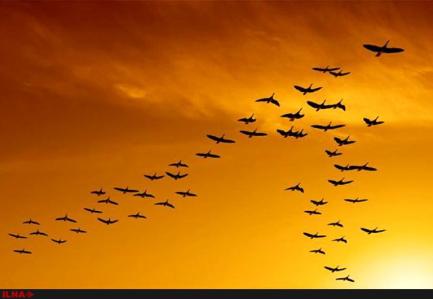علت پرواز  پرندگان به شکل هفت چیست