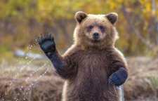 حکایت دوستی خرس و پهلوان از سری داستان های مثنوی