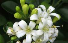 درمان تپش قلب با بهار نارنج