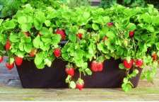 آموزش کاشت توت فرنگی در خانه