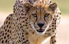 پنج مطلب جالب و خواندنی در مورد چیتاها