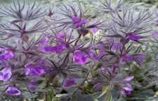 روش درست کردن چای کوهی