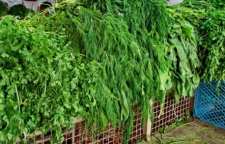 نسبت سبزی ها جهت پخت قورمه سبزی