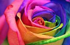 نحوه چیدن گل های مختلف در جعبه یا باکس