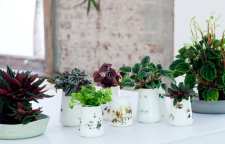 فواید شگفت انگیز نگهداری گل و گیاه در آپارتمان