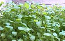 شاهی یا ترتیزک چه خواصی برای سلامتی دارد