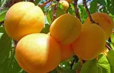 حدیث امام حسین علیه السلام درباره ظهور