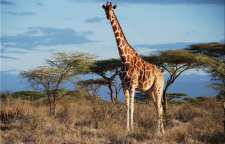 علت گردن درازی زرافه ها چیست