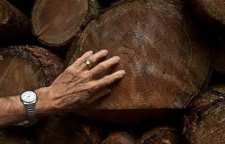 ریشه ضرب المثل بزنم به تخته و جایگاه آن در ادبیات ملل