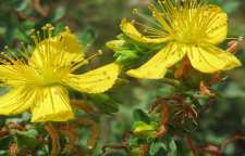 روش درست کردن نوشیدنی گیاهی چای هوفاریقون