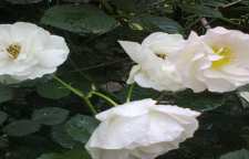 روش درست کردن مربای گل پالدو