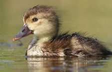 شعر و داستان زیبای جوجه مرغابی و مرغ خانگی از سری اشعار و داستان های مثنوی معنوی