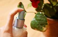 استفاده از الکل برای کنترل آفت گیاهان آپارتمانی