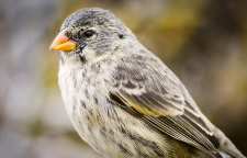 مراقبت و نگهداری صحیح از پرنده فنچ