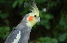 نگهداری صحیح از عروس هلندی