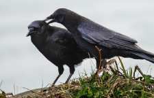 حکایت و کاربرد ضرب المثل یک کلاغ چهل کلاغ