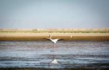 تالاب بین المللی کمجان در شیراز