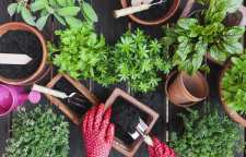 آشنایی با خاک مناسب برای گیاهان آپارتمانی