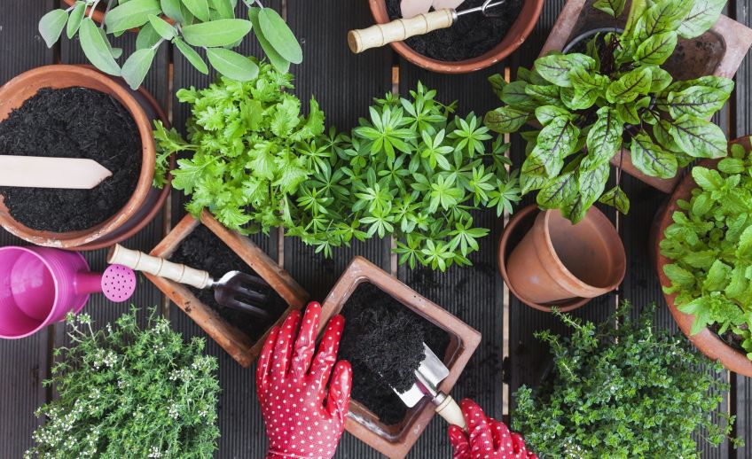 آشنایی با خاک مناسب برای گیاهان آپارتمانی