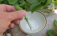 استفاده از هورمون های ریشه زایی در قلمه زدن