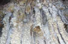 غار نباتی تفت عروس غارهای یزد