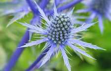 با خواص گیاه بوقناق آشنا شویم