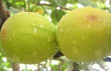 روش تهیه ترشی انجیر