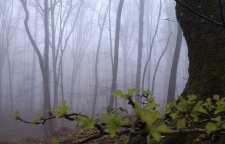 جنگل پاسبند مازندران