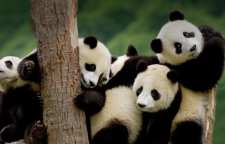 علت سیاه و سفید بودن خرس پاندا چیست