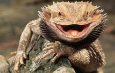 اژدهای ریش دار حیوان خانگی عجیب و خاص