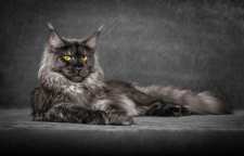 گربه مین کون