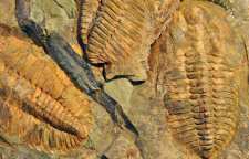 فسیل راهنما و کاربرد آن