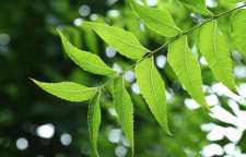 چریش گیاهی با خاصیت فوق العاده