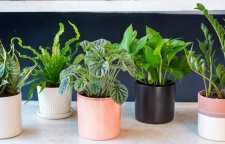 آشنایی با رایج ترین مشکلات گل و گیاهان آپارتمانی